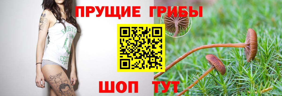 Псилоцибиновые грибы GOLDEN TEACHER  Вход с VPN  магазин    Вологда 